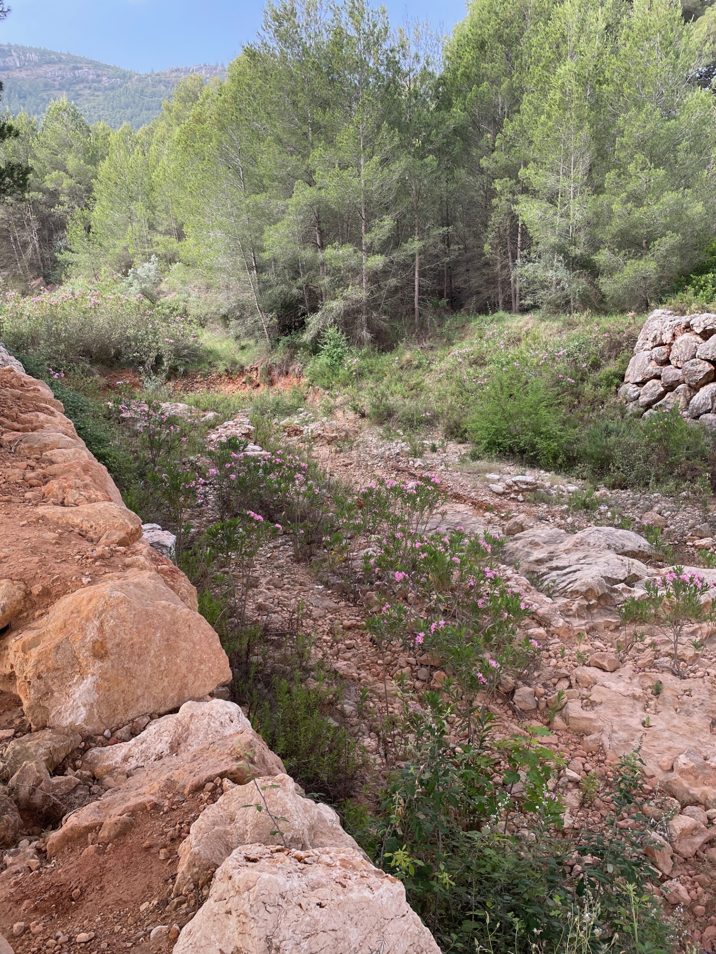Adzeneta Albaida
