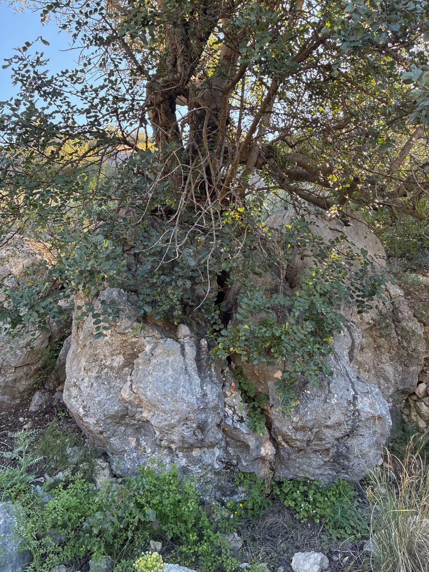 Presa d'Isbert